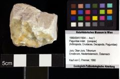 Foto (Objket + Etiketten) von Cracensigillatus acutirostris (Moericke, 1889) 